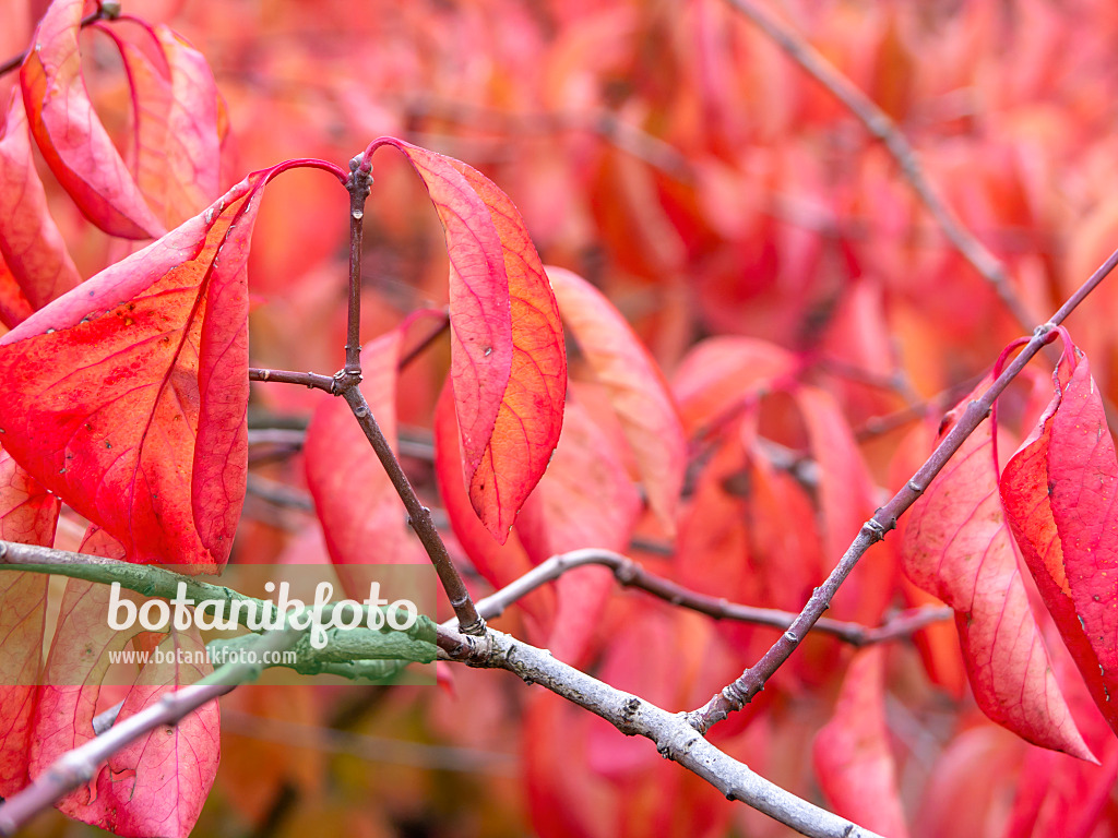 465111 - Fusain de Siebold (Euonymus hamiltonianus subsp. sieboldiana)