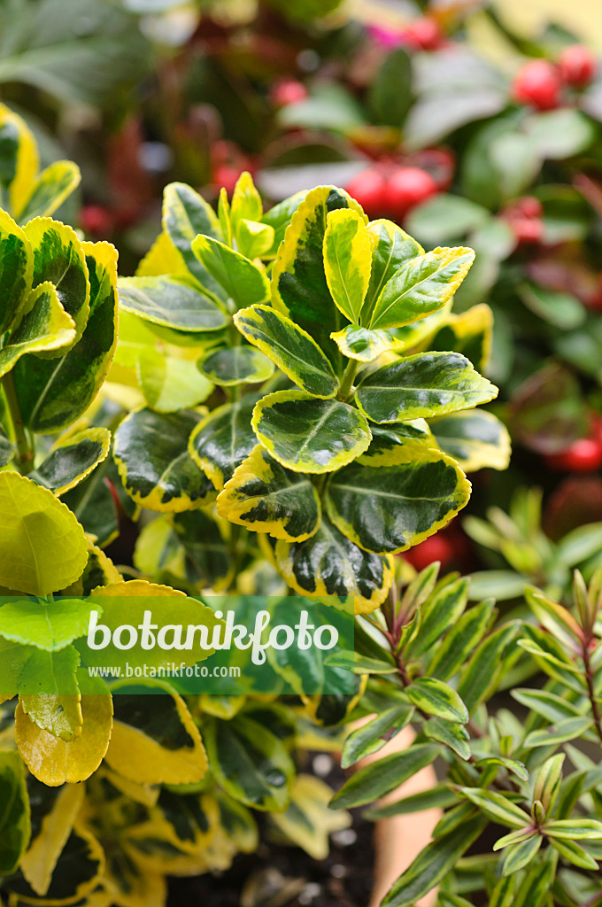 477082 - Fusain du Japon (Euonymus japonicus 'Marieke')