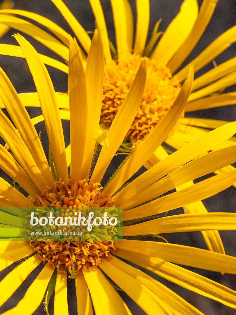 425048 - Gämswurz (Doronicum plantagineum)