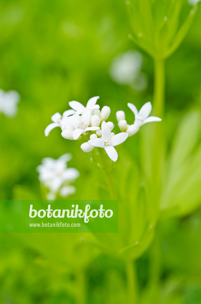 471282 - Gaillet odorant (Galium odoratum)