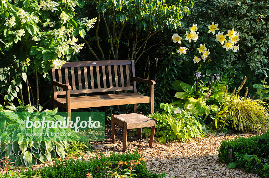 474453 - Garden bench with panicle hydrangea (Hydrangea paniculata) and lily (Lilium)