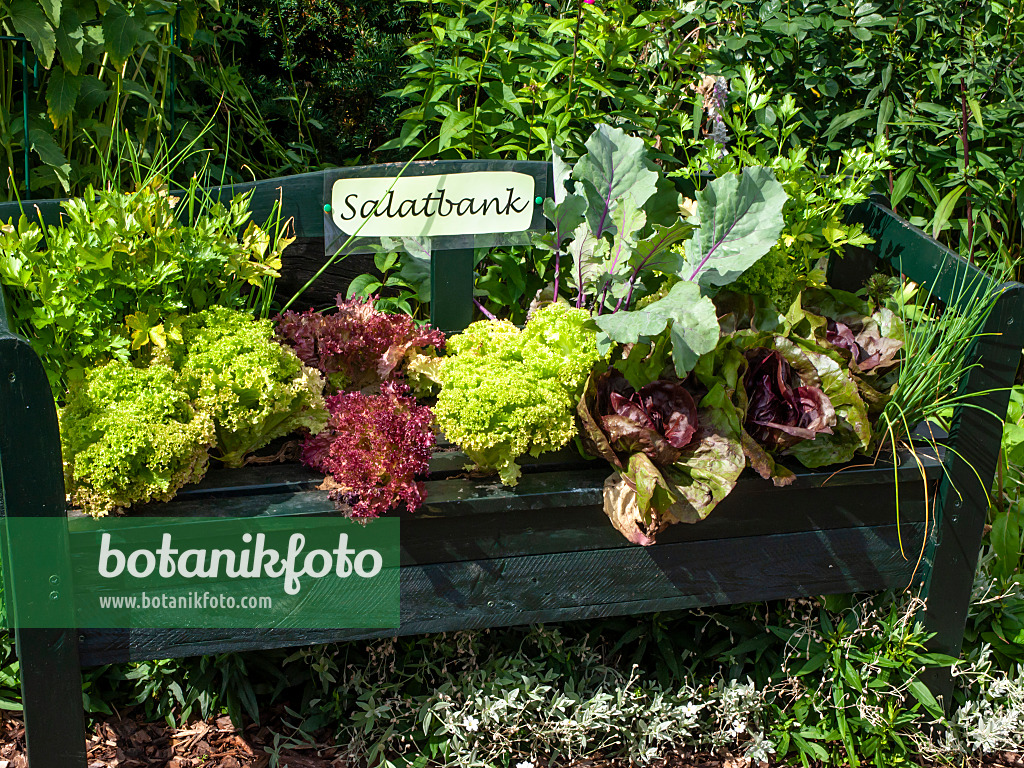 462114 - Garden bench with several lettuce cultivars