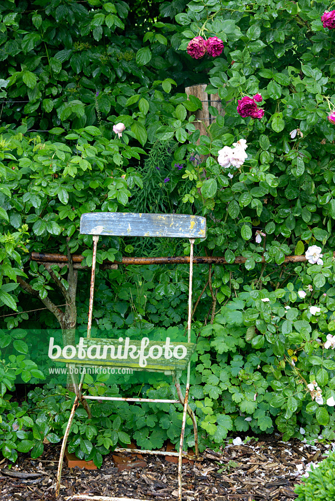 452154 - Garden chair with roses