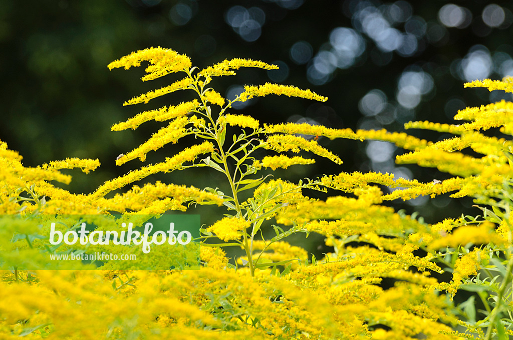 474404 - Garden goldenrod (Solidago x cultorum 'Goldjunge')