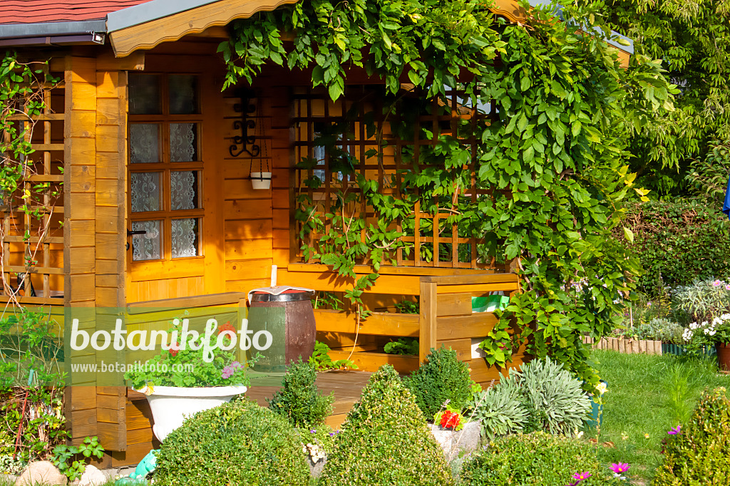 464044 - Garden house with climbing plants