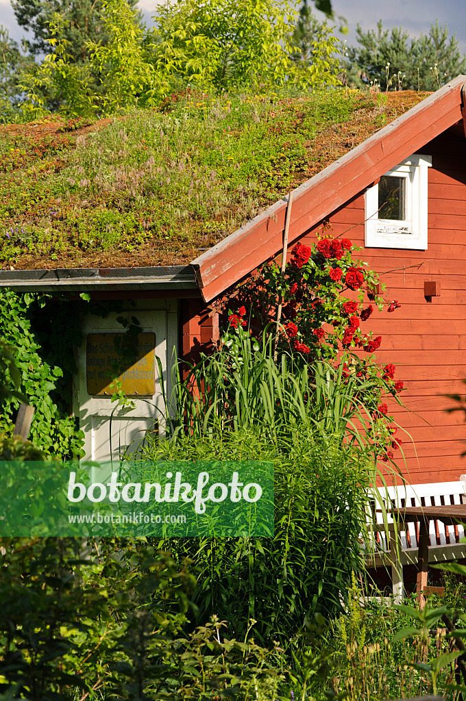 473298 - Garden house with green roof in a natural garden