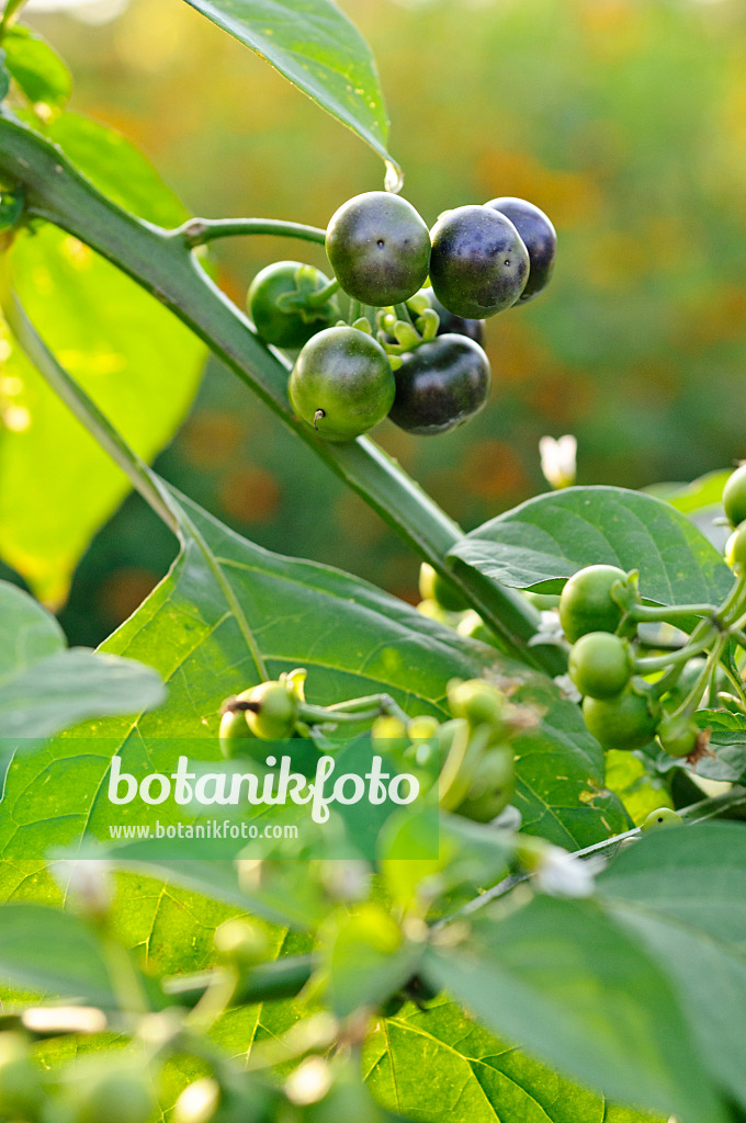 475210 - Garden huckleberry (Solanum melanocerasum)
