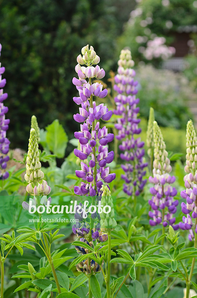 497175 - Garden lupin (Lupinus polyphyllus)