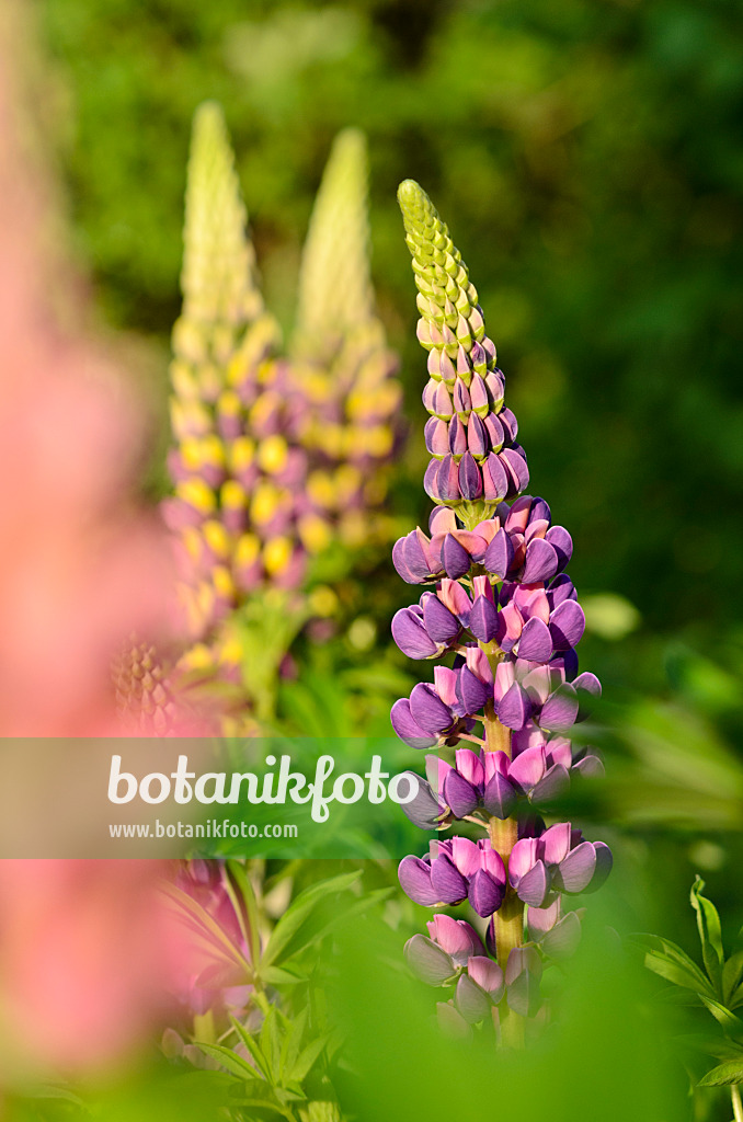 521009 - Garden lupin (Lupinus polyphyllus)