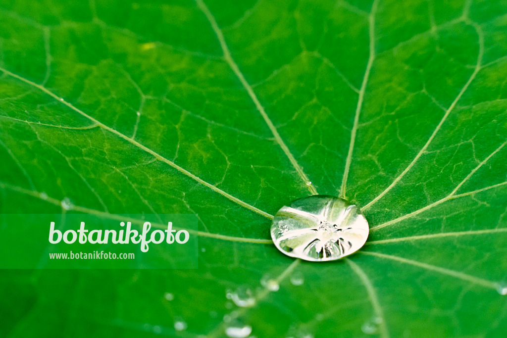 381024 - Garden nasturtium (Tropaeolum majus)