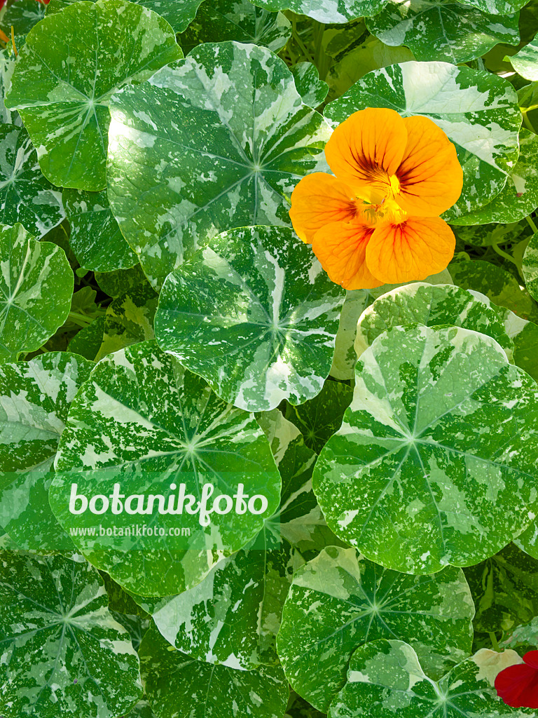 417015 - Garden nasturtium (Tropaeolum majus)