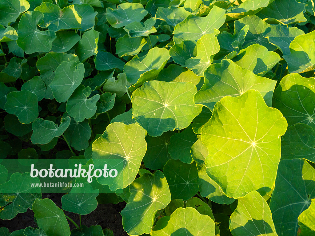 425104 - Garden nasturtium (Tropaeolum majus)