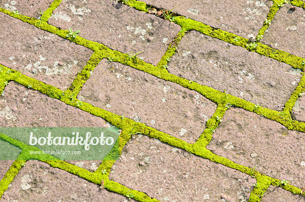 525260 - Garden path made of bricks with moss in the pavement joints