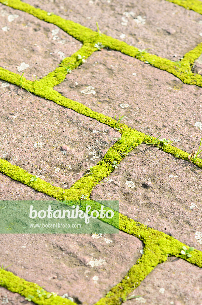 525261 - Garden path made of bricks with moss in the pavement joints