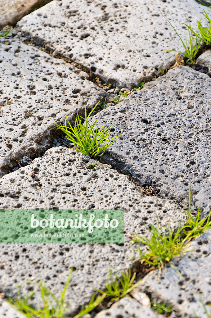 484323 - Garden path with porous paving stones and weeds