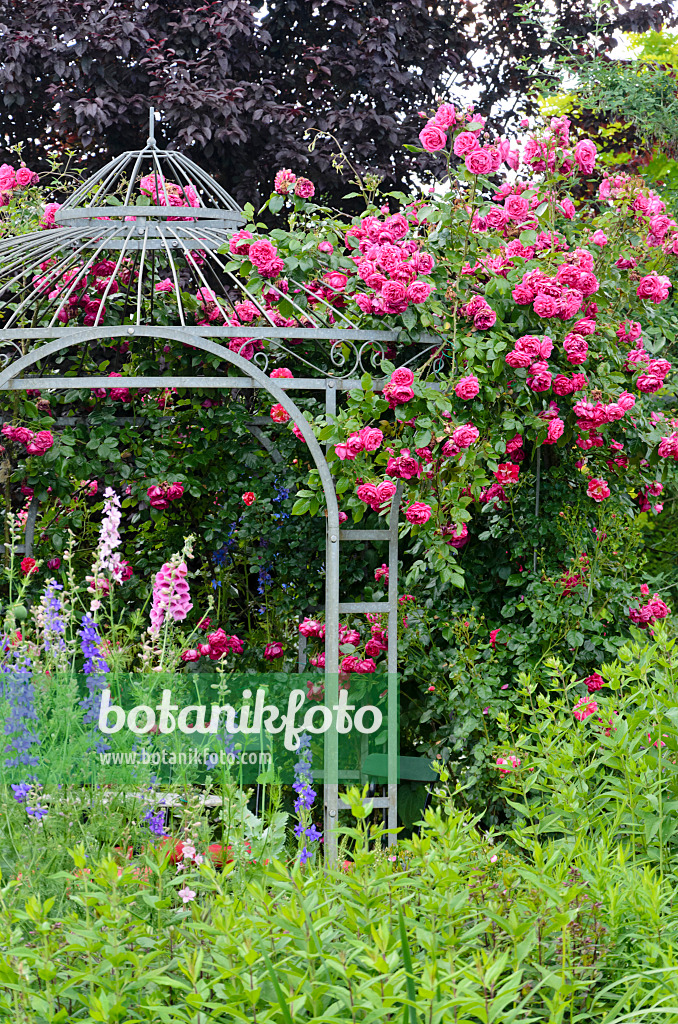 534060 - Garden pavilion with rose (Rosa)