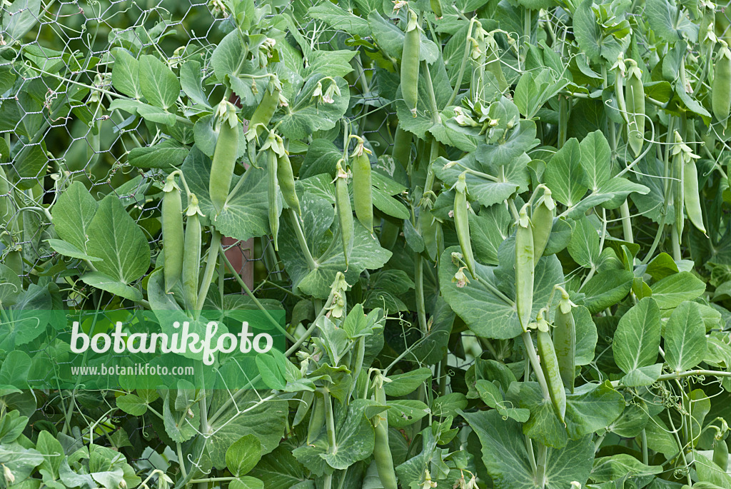 511327 - Garden pea (Pisum sativum)