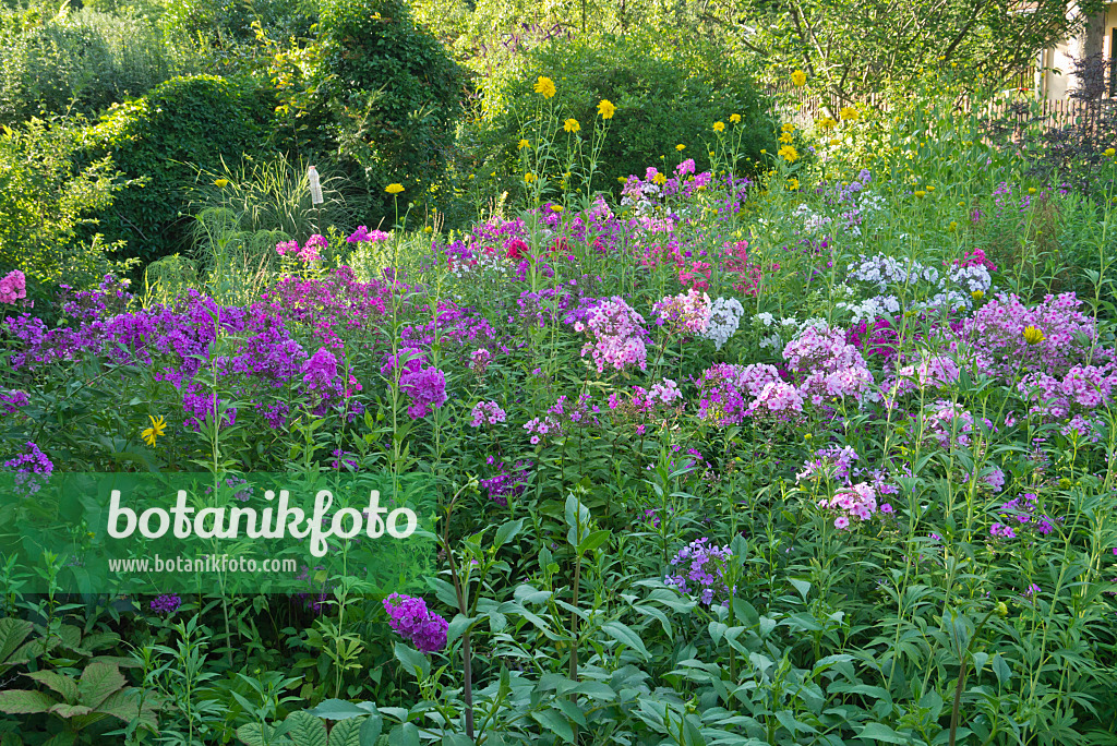 608112 - Garden phlox (Phlox paniculata)