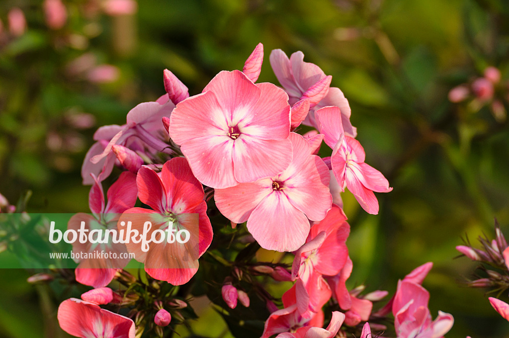 474015 - Garden phlox (Phlox paniculata 'Eva Foerster')