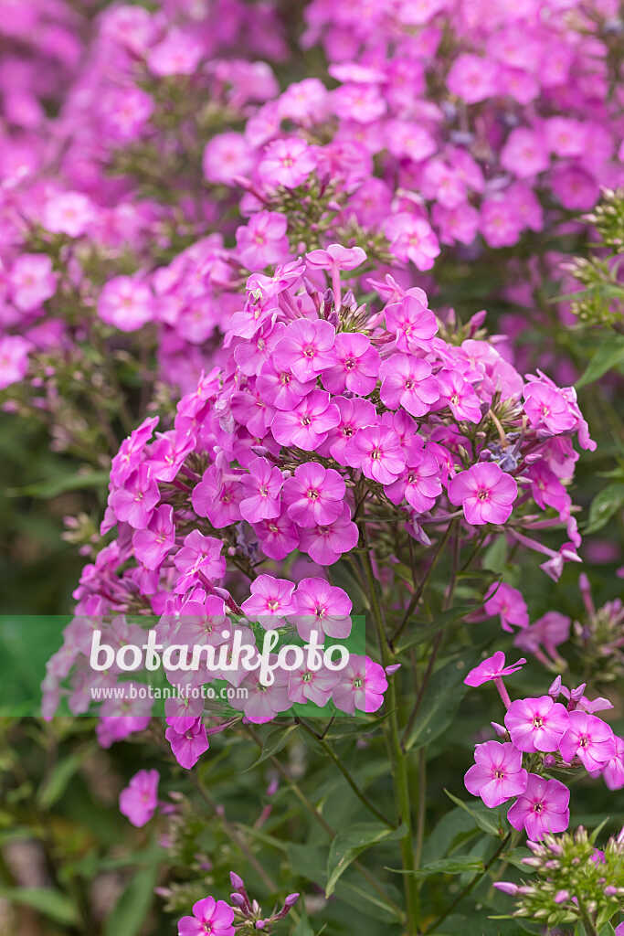 675275 - Garden phlox (Phlox paniculata 'Pink Lady')