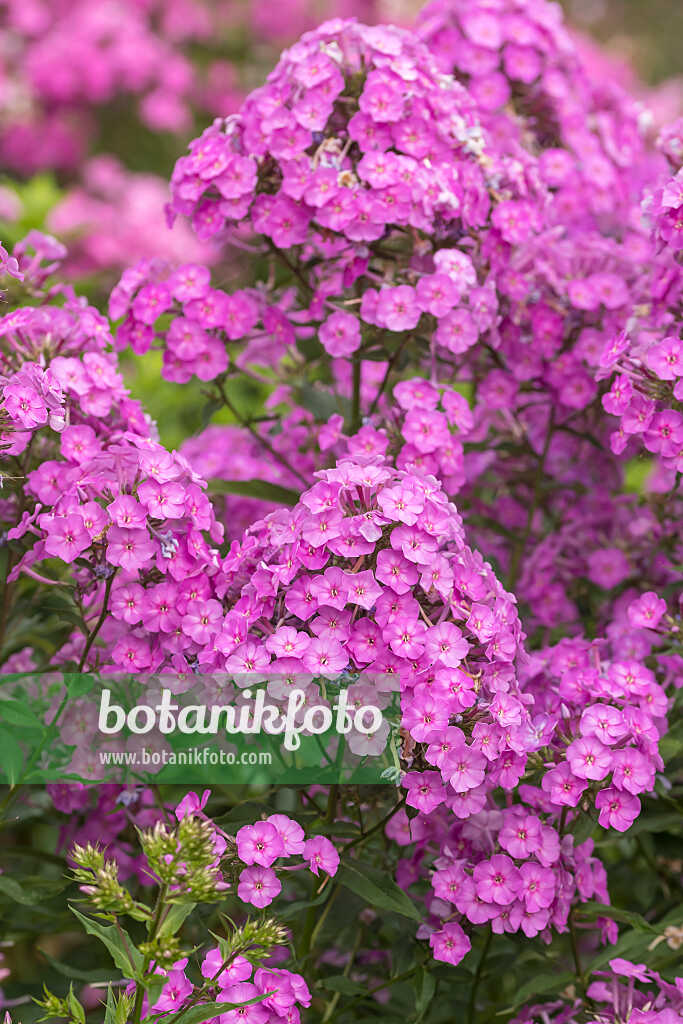 675276 - Garden phlox (Phlox paniculata 'Pink Lady')