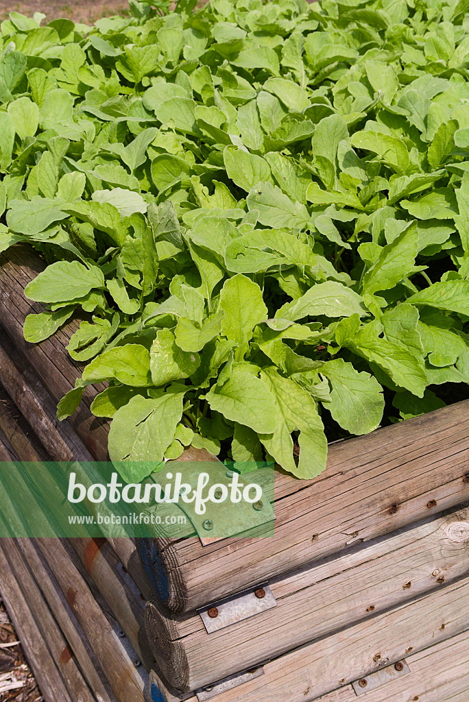672091 - Garden radishes (Raphanus sativus subsp. sativus) in a raised bed