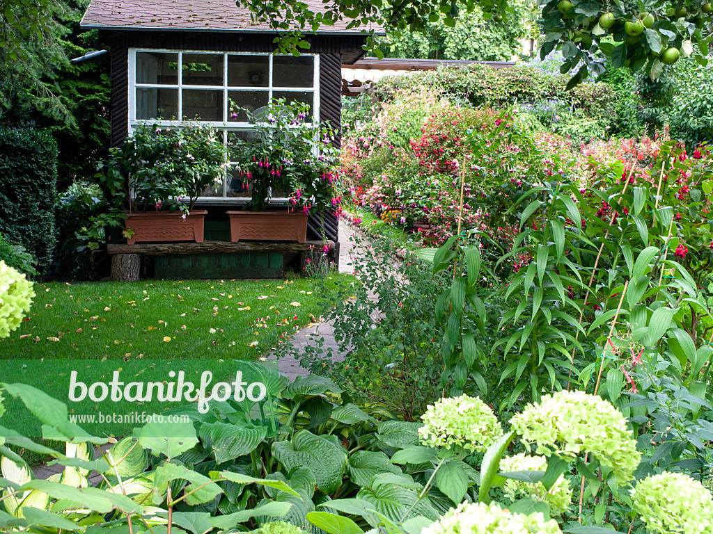 476010 - Garden with fuchsias and hydrangeas