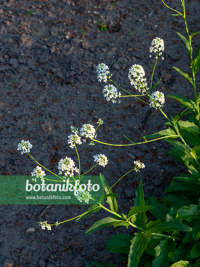 460095 - Garlic cress (Peltaria alliacea)