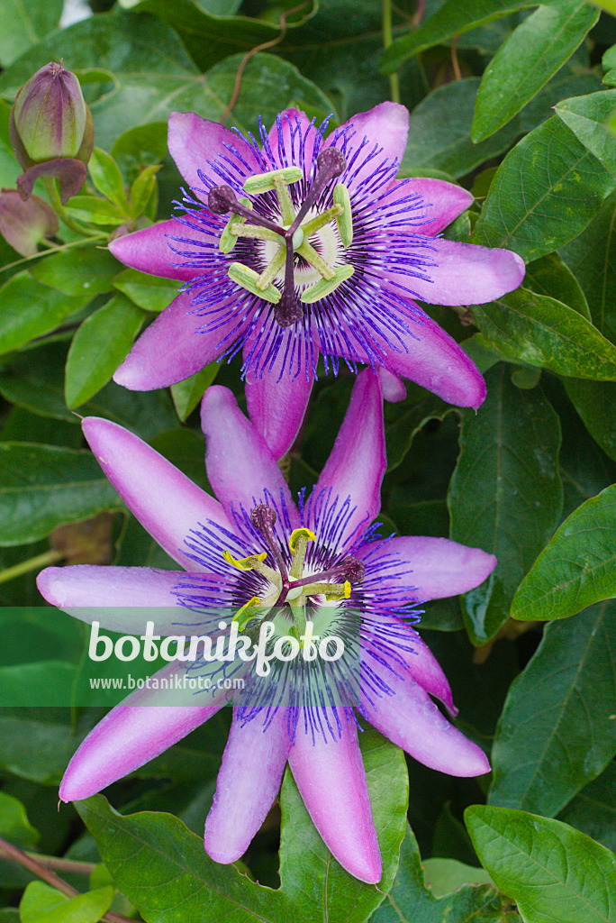 672005 - Garlic passion fruit (Passiflora loefgrenii)