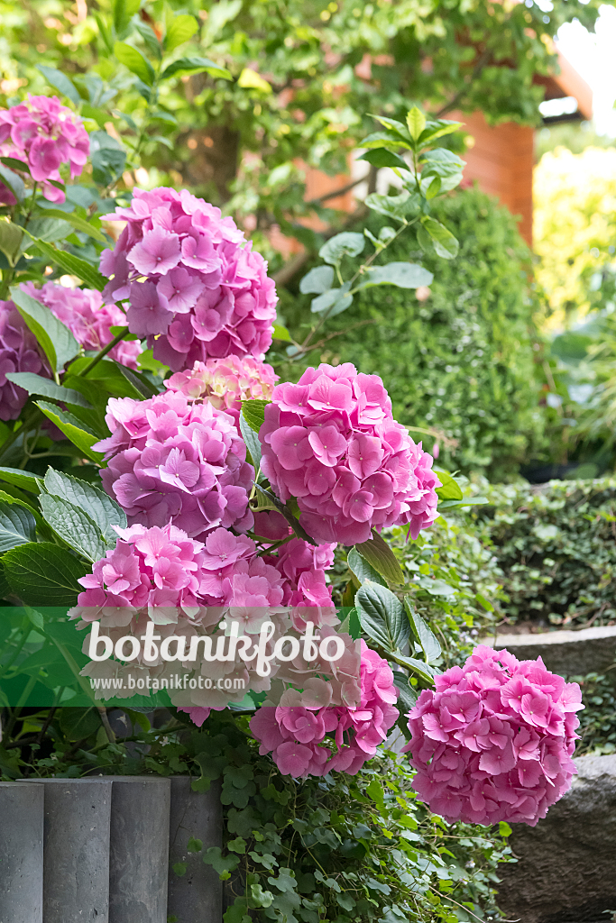 664197 - Gartenhortensie (Hydrangea macrophylla 'Lady Seduction')