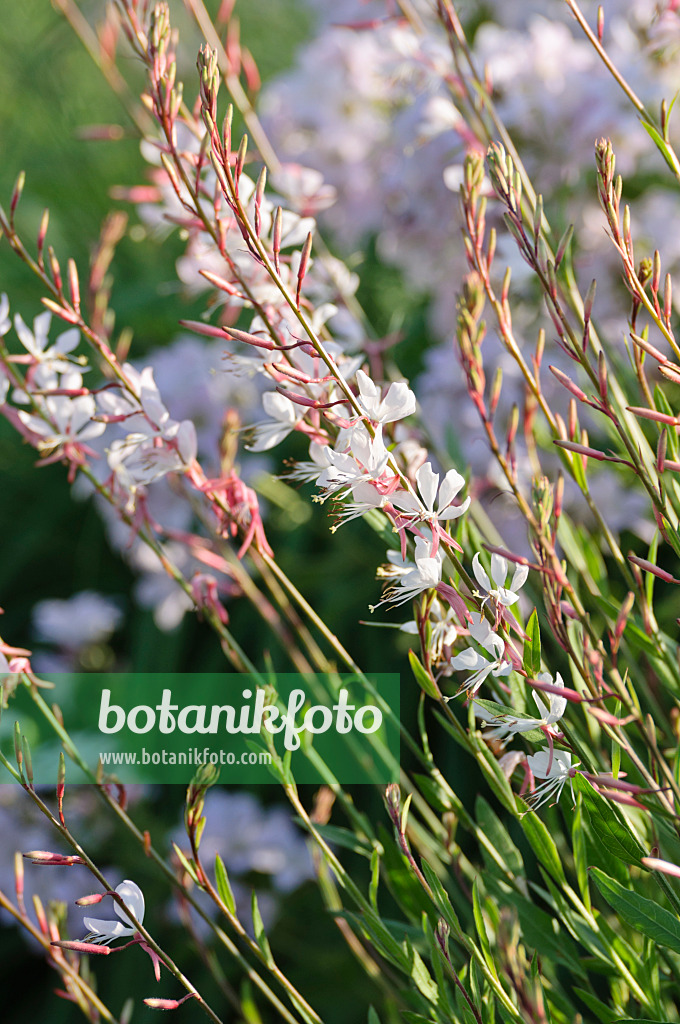 485198 - Gaura de Lindheimer (Gaura lindheimeri)
