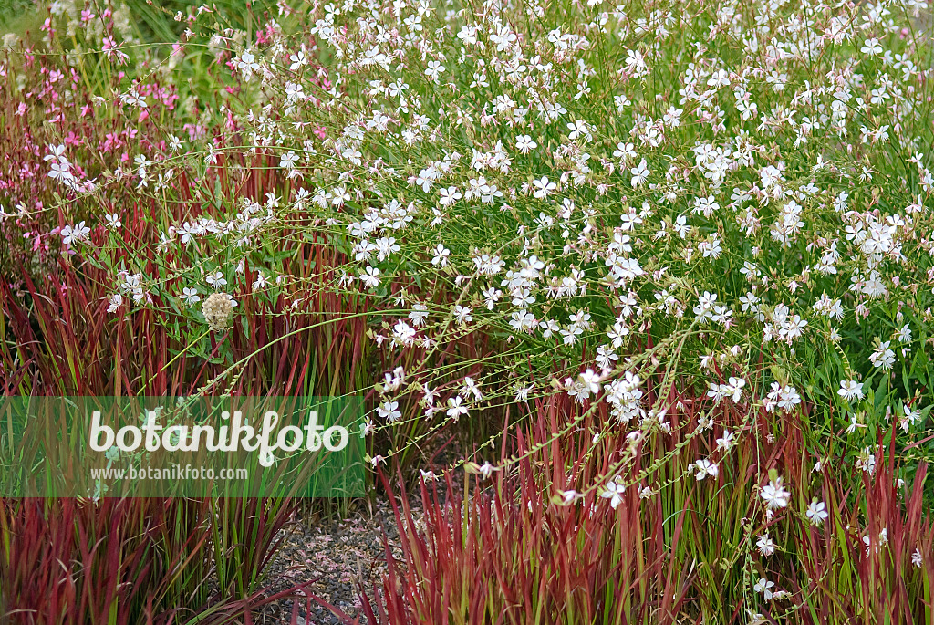 502206 - Gaura de Lindheimer (Gaura lindheimeri)