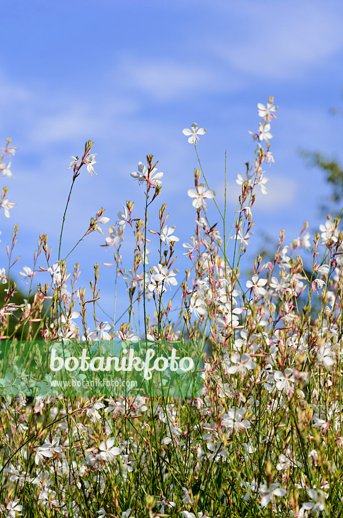 571014 - Gaura de Lindheimer (Gaura lindheimeri)