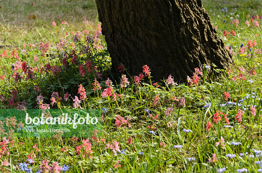 495010 - Gefingerter Lerchensporn (Corydalis solida)