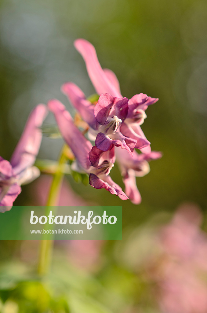 507066 - Gefingerter Lerchensporn (Corydalis solida)