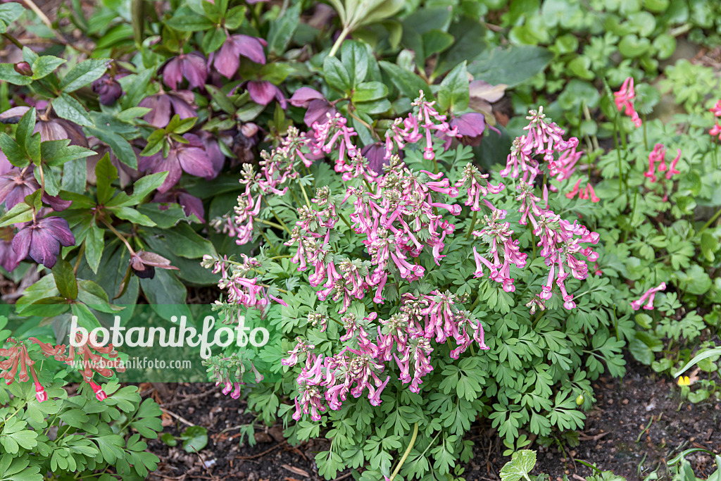 651196 - Gefingerter Lerchensporn (Corydalis solida)