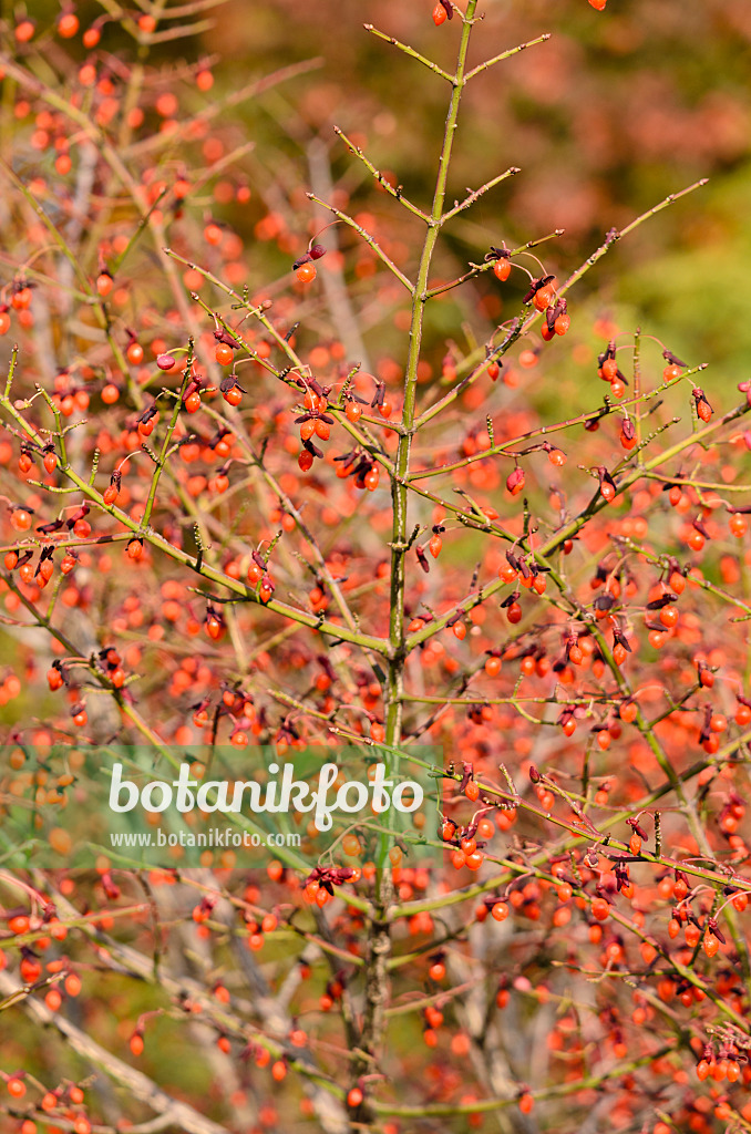 525284 - Geflügelter Spindelstrauch (Euonymus alatus 'Compactus')