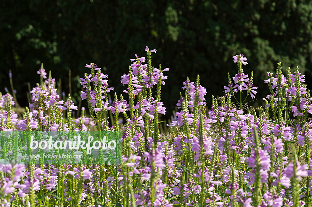 511077 - Gelenkblume (Physostegia virginiana)