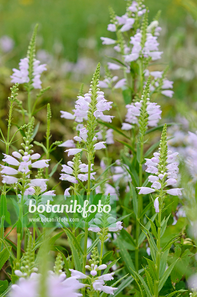 523011 - Gelenkblume (Physostegia virginiana)