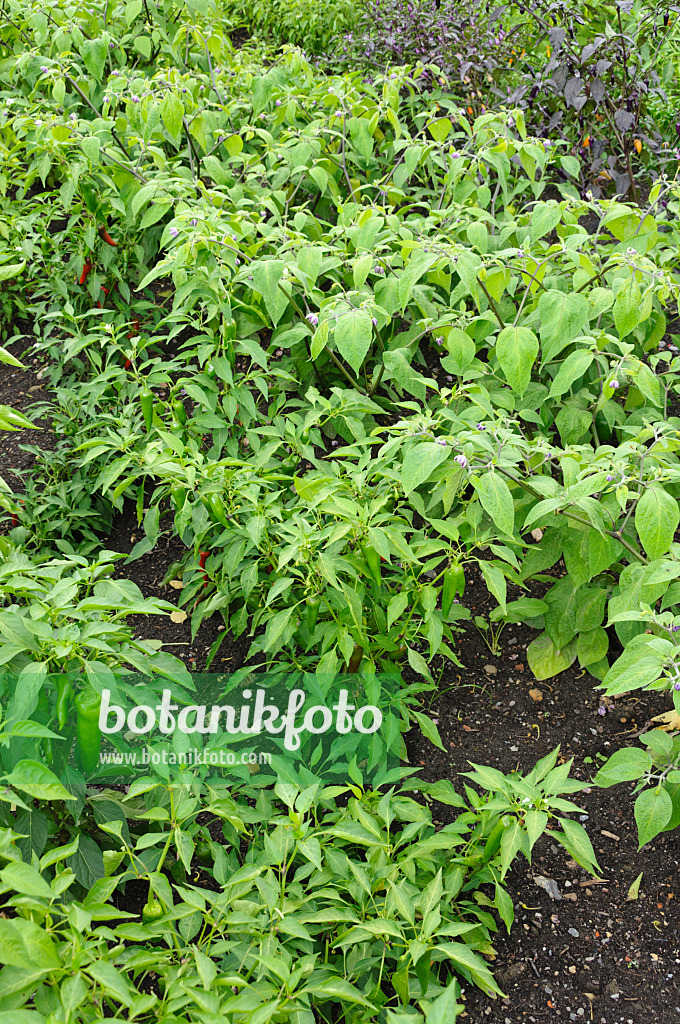 487256 - Gemüsepaprika (Capsicum)