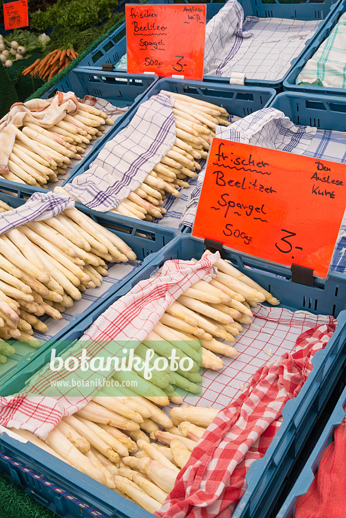 545110 - Gemüsespargel (Asparagus officinalis)