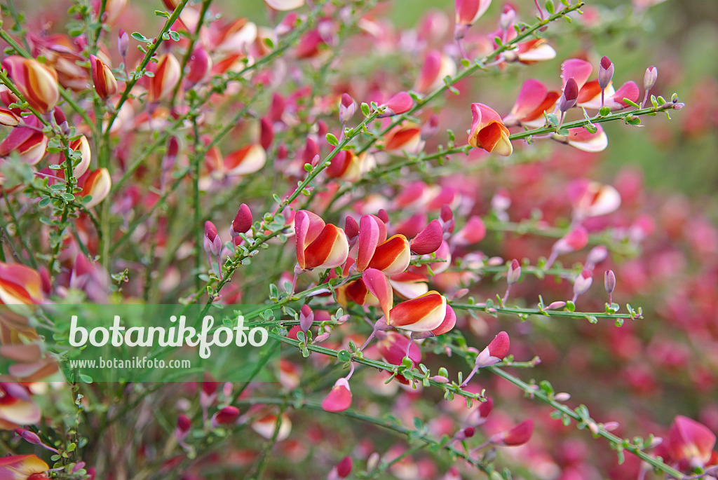502185 - Genêt à balais (Cytisus scoparius 'Red Wings')