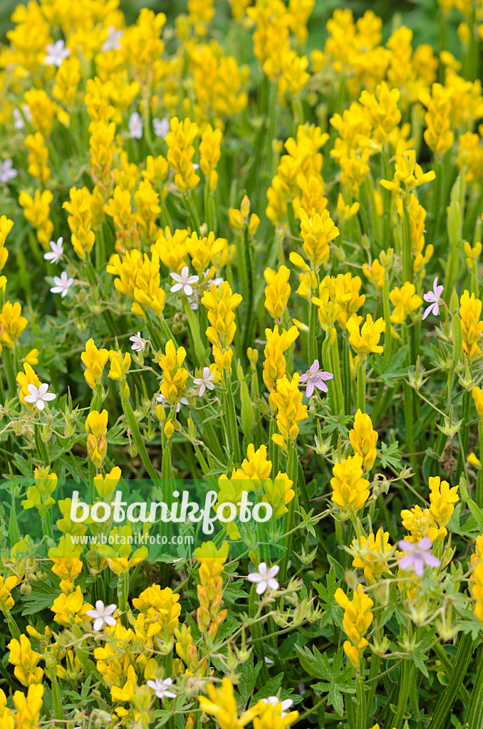 533558 - Genêt ailé (Chamaespartium sagittale syn. Genista sagittalis)