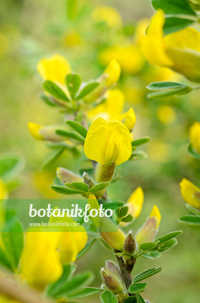 507174 - Genêt (Chamaecytisus triflorus)