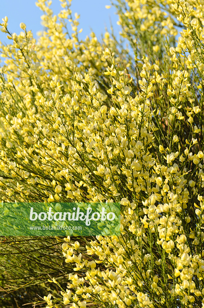 496036 - Genêt précoce (Cytisus x praecox)