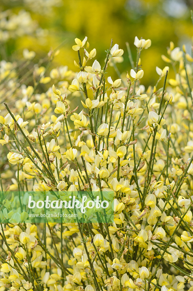 544089 - Genêt précoce (Cytisus x praecox)