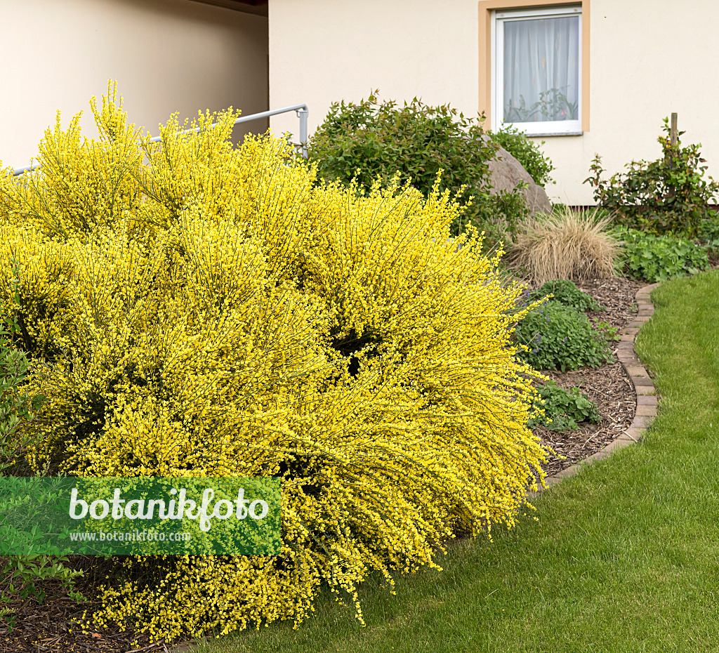 651208 - Genêt précoce (Cytisus x praecox 'Allgold')