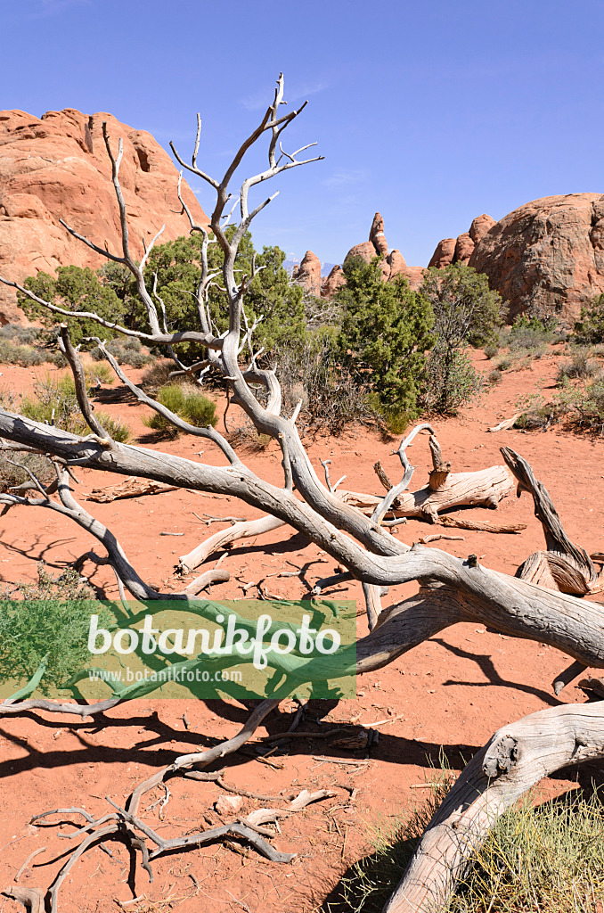 508284 - Genévrier de l'Utah (Juniperus osteosperma), parc national des Arches, Utah, États-Unis