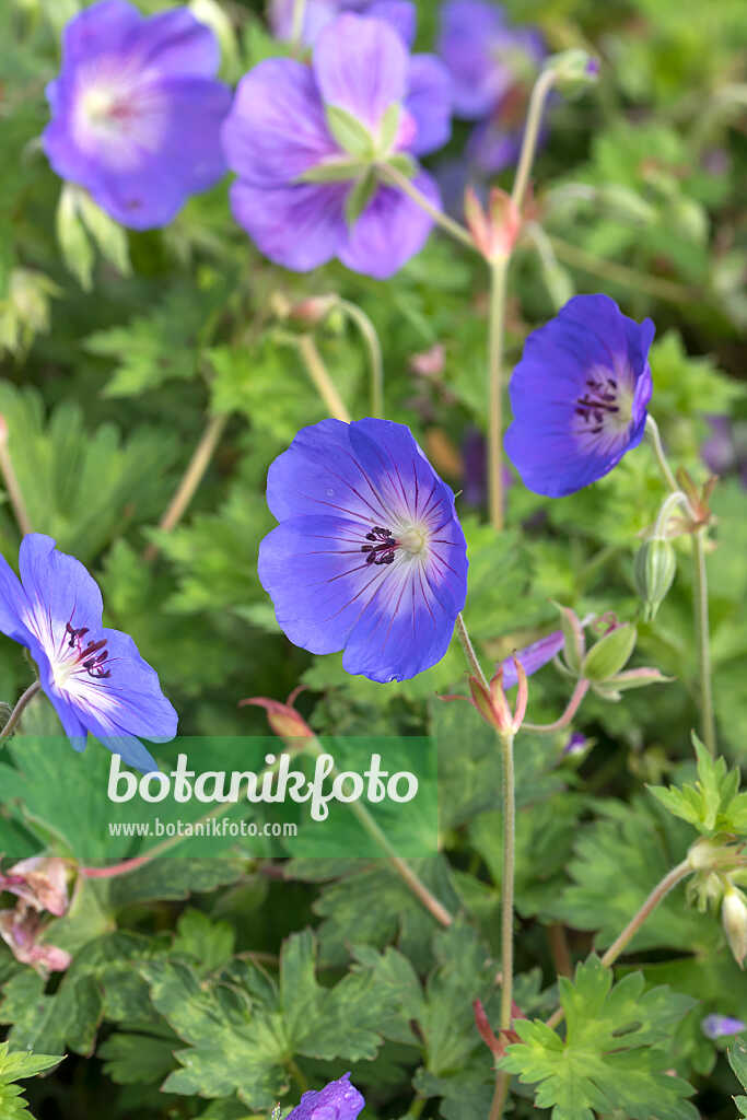 675032 - Géranium (Geranium wallichianum 'Rozanne')