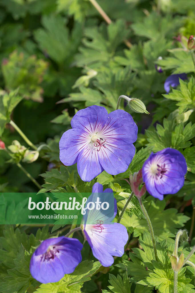 675034 - Géranium (Geranium wallichianum 'Rozanne')